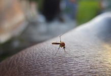 Hoe houd ik muggen uit de slaapkamer? Muggen weren uit de slaapkamer