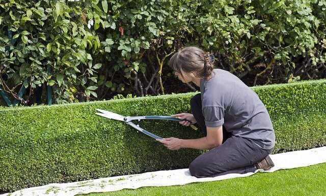 4 populaire haagsoorten voor de tuin Haagsoorten onderhouden
