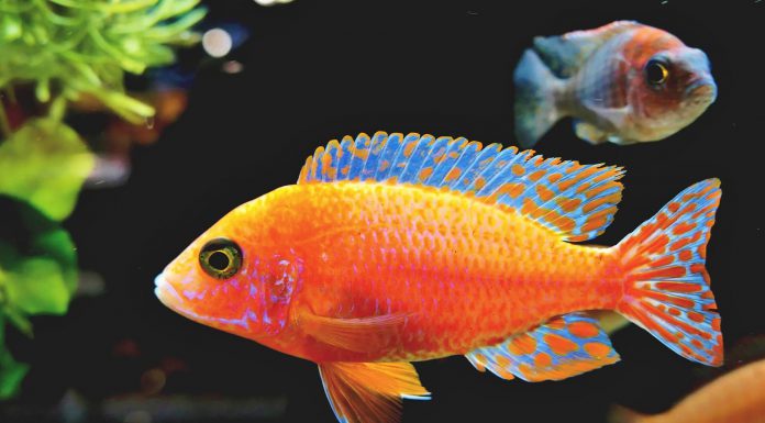 Ledverlichting voor een aquarium biedt vele voordelen ten opzichte van andere alternatieven Ledverlichting aquarium