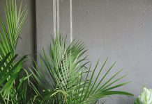 Hoe maak je je tuin klaar voor de lente?