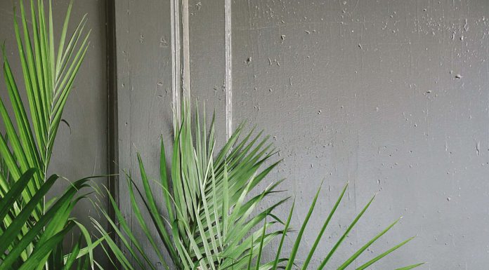 Hoe maak je je tuin klaar voor de lente?