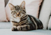 Ben je van plan een kat te kopen? Let dan goed op! krabpaal kat