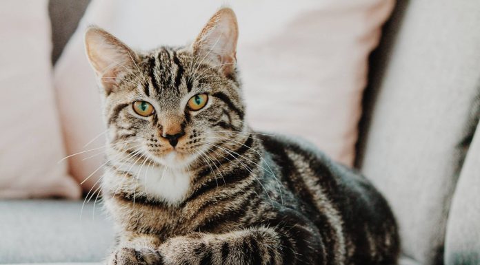 Ben je van plan een kat te kopen? Let dan goed op! krabpaal kat