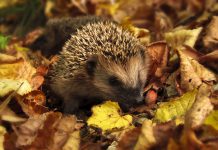 Écht iets bijdragen aan de natuur? Lees dan gauw verder! egelhuisje