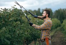 Hoe voorkom ik een overvolle tuin met groenafval? Haag snoeien