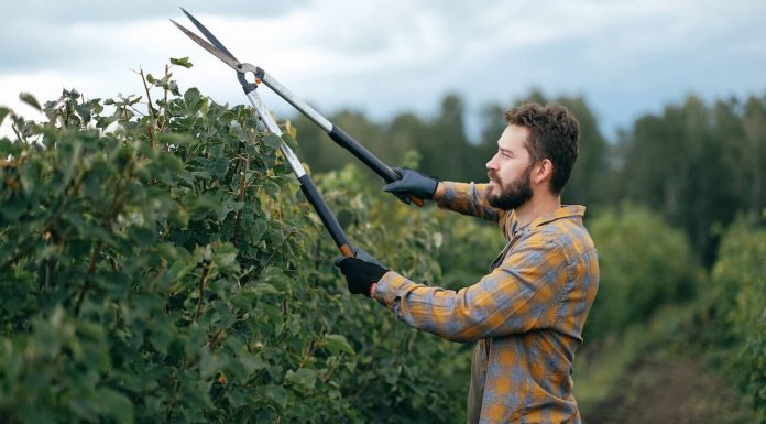 Hoe voorkom ik een overvolle tuin met groenafval? Haag snoeien