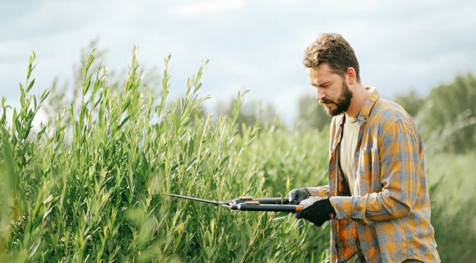 Maak jouw tuin klaar voor de lente in 5 stappen! Snoeien